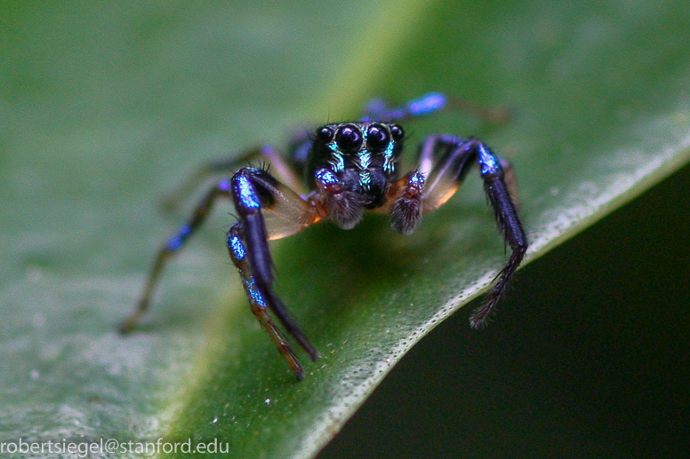 blue spider